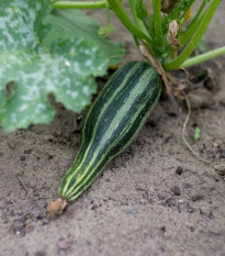 Cuketa Tapir - Cucurbita pepo - predaj semien cukety - 12 ks