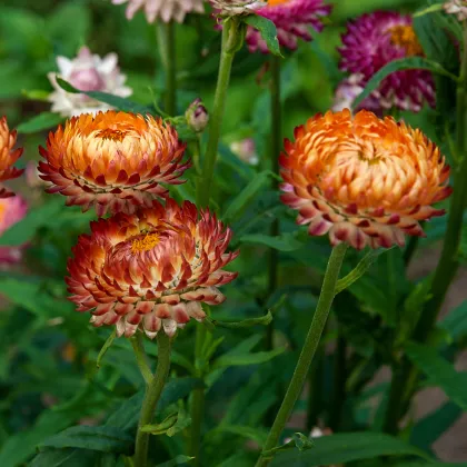 Slamienka bronzová - Helichrysum bracteatum - predaj semien slamienky - 500 ks