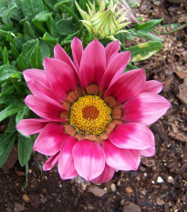 Gazánia New Day Pink Day F1 - Gazania rigens - predaj semien - 20 ks