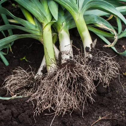 Pór zimný Titus - Allium porrum - predaj semien póru - 200 ks