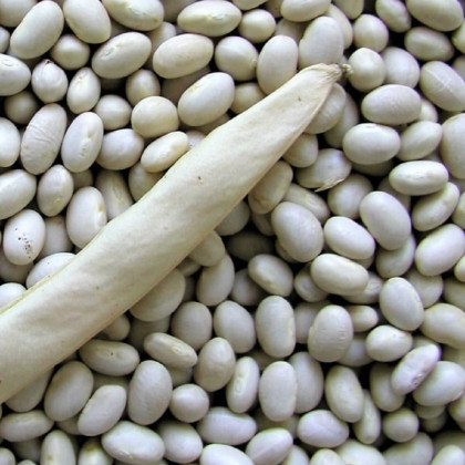 Fazuľa kríčková Petronila - Phaseolus vulgaris - predaj semien fazule - 50 ks