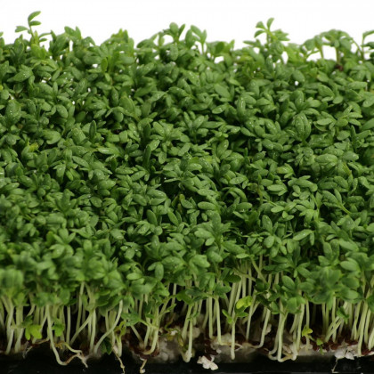 Žerucha záhradná Mega - Lepidium sativum - predaj semien žeruchy - 800 ks