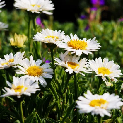 Astra alpínska biela - Aster alpinus - predaj semien - 50 ks