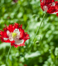 Mak siaty Danish Flag - Papaver somniferum - predaj semien - 150 ks