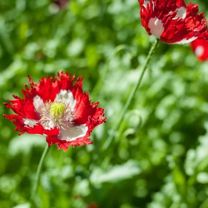 Mak siaty Danish Flag - Papaver somniferum - predaj semien - 150 ks