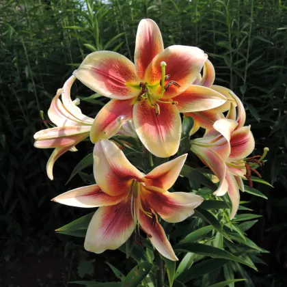 Ľalia Debby - Lilium - predaj cibuľovín - 1 ks