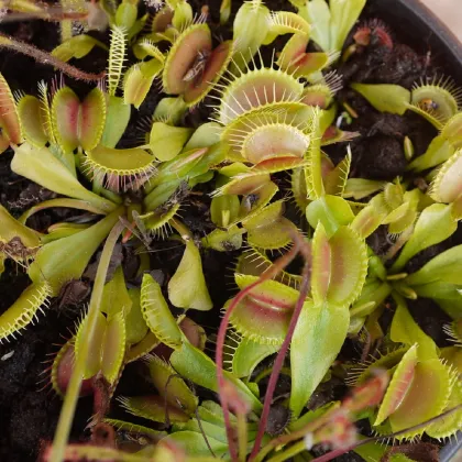 Mucholapka podivná - Dionaea muscipula - predaj semien - 10 ks