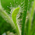 Rosička kapská nízka - Drosera Capensis White flower - predaj semien - 15 ks