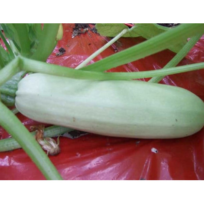 Cuketa biela dlhá - Cucurbita pepo - predaj semien cukety - 8 ks