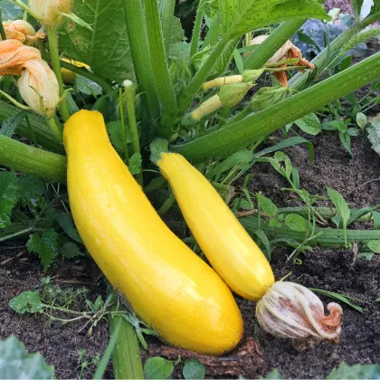 Bio Cuketa Gold Rush - Cucurbita pepo - predaj bio semien - 7 ks