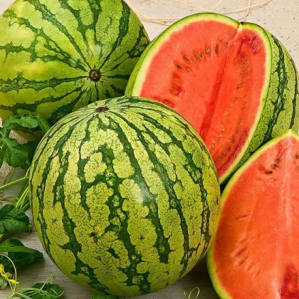 Melón vodný Crimstar F1 - Citrullus lanatus - predaj semien - 6 ks