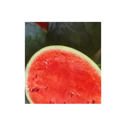 Melón vodný F1 Lajko - Citrullus lanatus - predaj semien - 5 ks