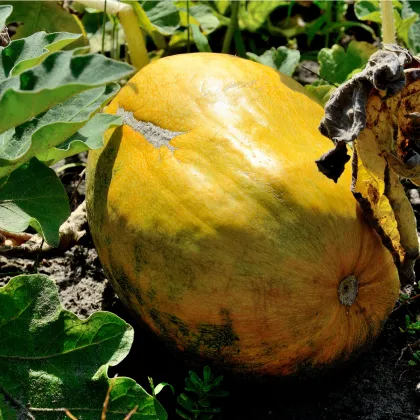 Melón medový Bimbo F1 - Citrullus lanatus - predaj semien - 6 ks