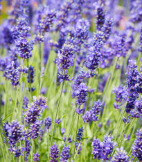 Bio levanduľa lekárska - Lavandula Angustifolia - predaj bio semien - 50 ks