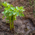 Bio ligurček - Levisticum officinale - predaj bio semien - 120 ks