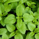 Bio Medovka - Melissa officinalis - bio semiačka - 0,2 g