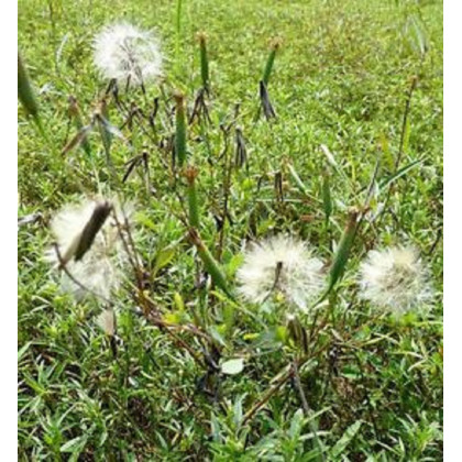 Koriander bolívijský - Porophyllum ruderale - semiačka - 10 ks