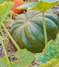 Bio tekvica muškátová Muscat de Provence - Cucurbita moschata - predaj bio semien - 5 ks