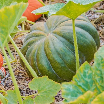 Bio tekvica muškátová Muscat de Provence - Cucurbita moschata - predaj bio semien - 5 ks