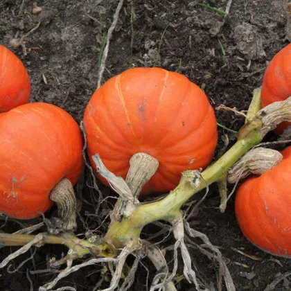 Tekvica Amoro - Cucurbita maxima duchesne - predaj semien - 5 ks