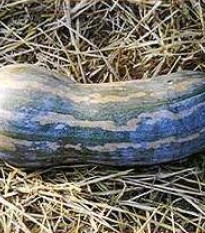 Tekvica Lunga di Napoli - Cucurbita moschata - predaj semien - 5 ks