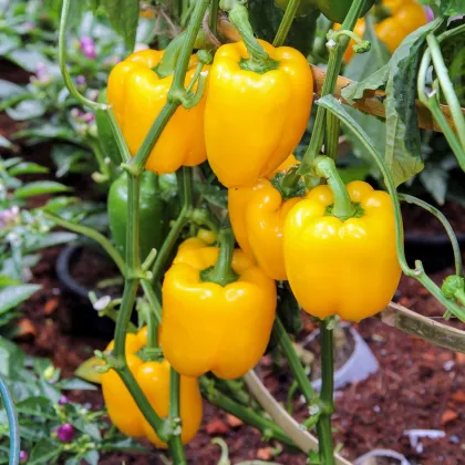 Paprika Pusztagold ročná zeleninová - Capsicum annuum - predaj semien - 12 ks