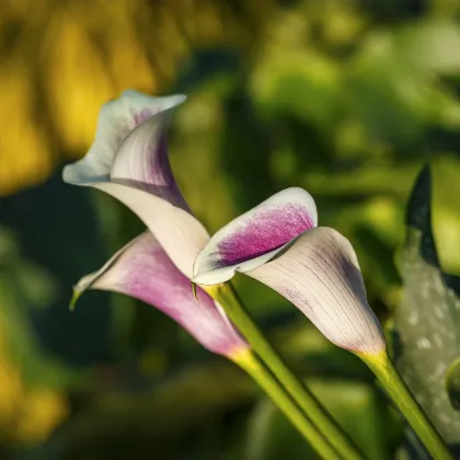 Kala Picasso – Zantedeschia – cibuľoviny