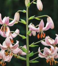 Ľalia Martagon ružová - Lilium martagon - predaj cibuľovín - 1 ks