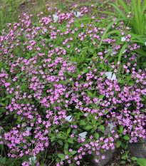 Mydlica bazalkovitá - Saponaria ocymoides - predaj semien - 25 ks