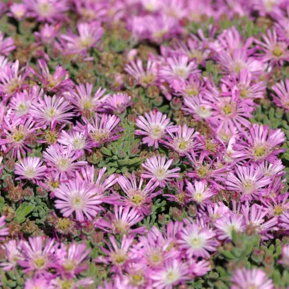 Lampranthus ružový - Lampranthus filicaulis - predaj semien - 10 ks