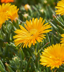 Lampranthus žltý - Lampranthus glaucus - predaj semien - 10 ks