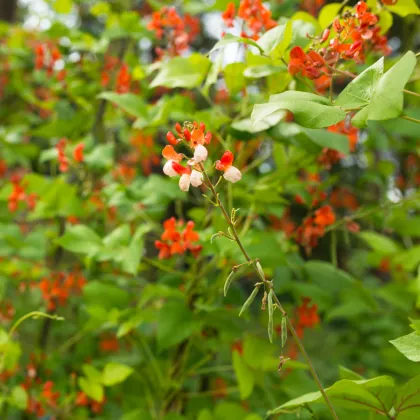 Fazuľa šarlátová pnúca Hestia - Phaseolus coccineus - predaj semien fazule - 10 ks