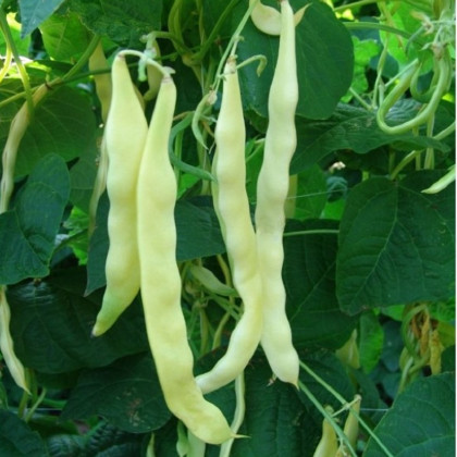 Fazuľa kríčková Sonesta - Phaseolus vulgaris - predaj semien fazule - 20 ks