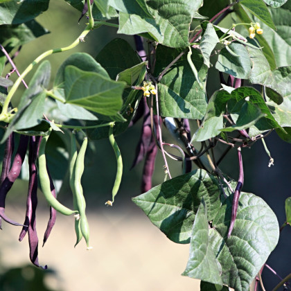 BIO Fazuľa fialová Teepee - Phaseolus vulgaris - predaj bio semien - 20 ks