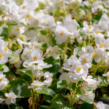 Begónia Ganymed F1 White - Begonia semperflorens - predaj semien - 20 ks