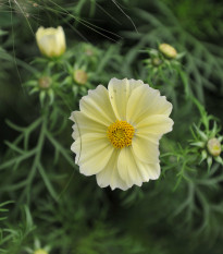 Krasuľka žltá Xanthos - Cosmos bipinnatus - predaj semien - 20 ks