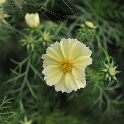 Krasuľka žltá Xanthos - Cosmos bipinnatus - predaj semien - 20 ks