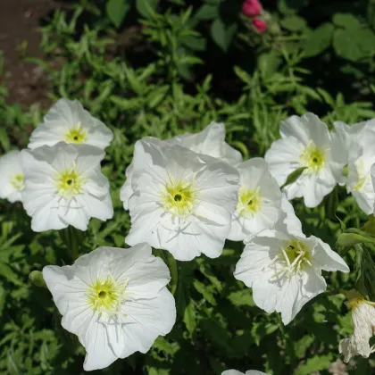 Pupalka ozdobná biela - Oenothera speciosa - predaj semien pupalky - 20 ks