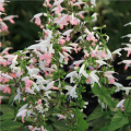 Šalvia šarlátová Hummingbird - Salvia coccinea - semiačka - 10 ks