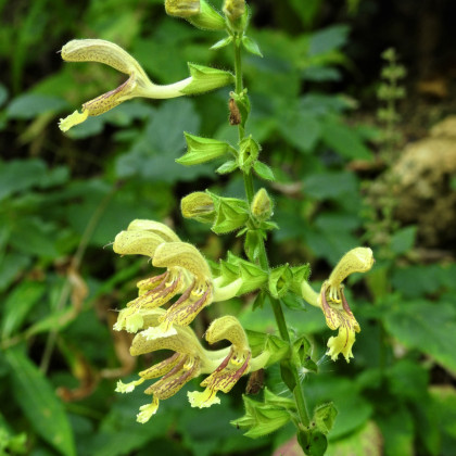 Šalvia žltá lepkavá - Salvia glutinosa - predaj semien - 20 ks