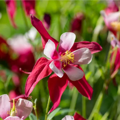 Orlíček Red Stars - Aquilegia caerulea - predaj semien orlíčka - 100 ks