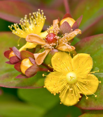 Ľubovník bobuľovitý - Hypericum androsaemum - predaj semien ľubovníka - 0,08 g