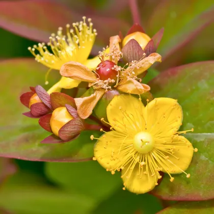 Ľubovník bobuľovitý - Hypericum androsaemum - predaj semien ľubovníka - 0,08 g