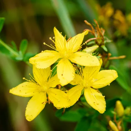 Ľubovník bodkovaný - Hypericum perforatum - predaj semien - 300 ks