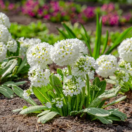 Prvosienka zúbkatá Nepálska zmes - Primula denticulata - predaj semien prvosienky - 300 ks