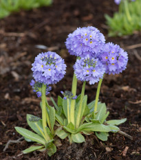 Prvosienka zúbkatá Nepálska zmes - Primula denticulata - predaj semien prvosienky - 300 ks