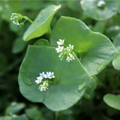 BIO Portulaka zimná - Claytonia perfoliata - predaj bio semien - 100 ks