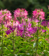 Kleoma tŕnistá - Cleome hassleriana - predaj semien - 10 ks