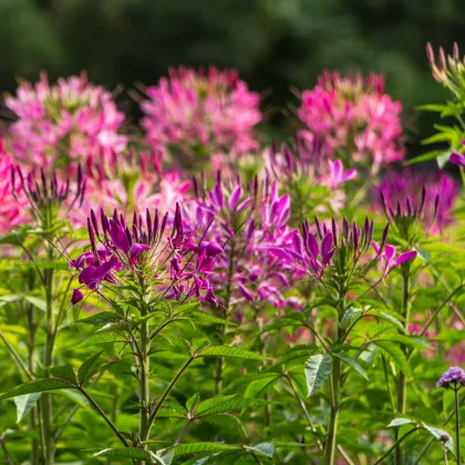 Kleoma tŕnistá - Cleome hassleriana - predaj semien - 10 ks