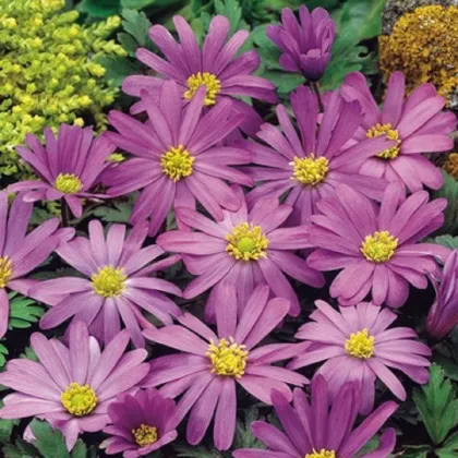 Sasanka vábna Violet Star - Anemone blanda - predaj cibuľovín - 3 ks